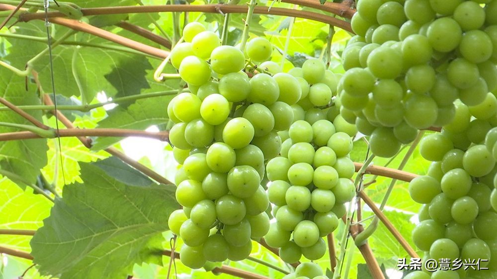 大凉山阳光玫瑰采摘,大阳光玫瑰各地采摘时间