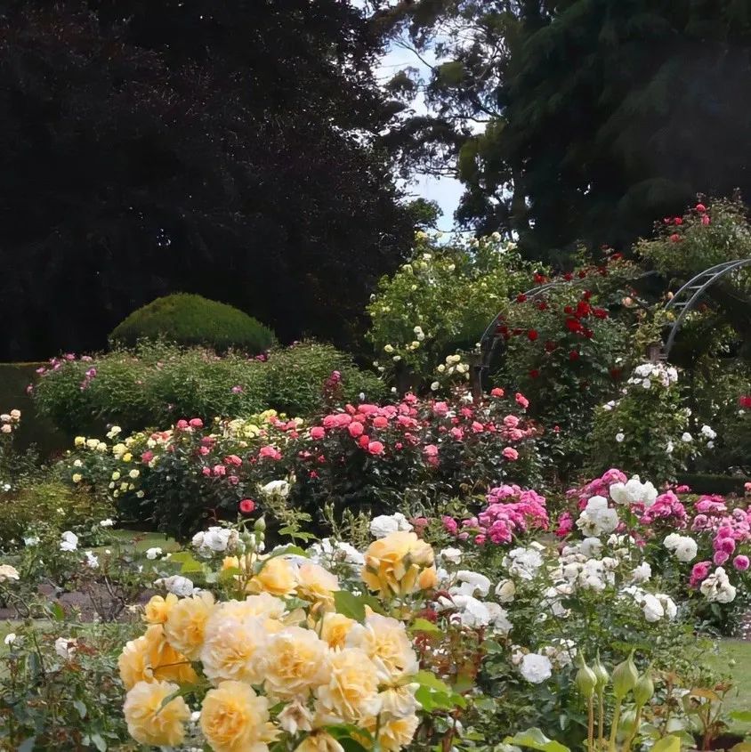 春日氛围感头像带背景图,春日已至头像图片