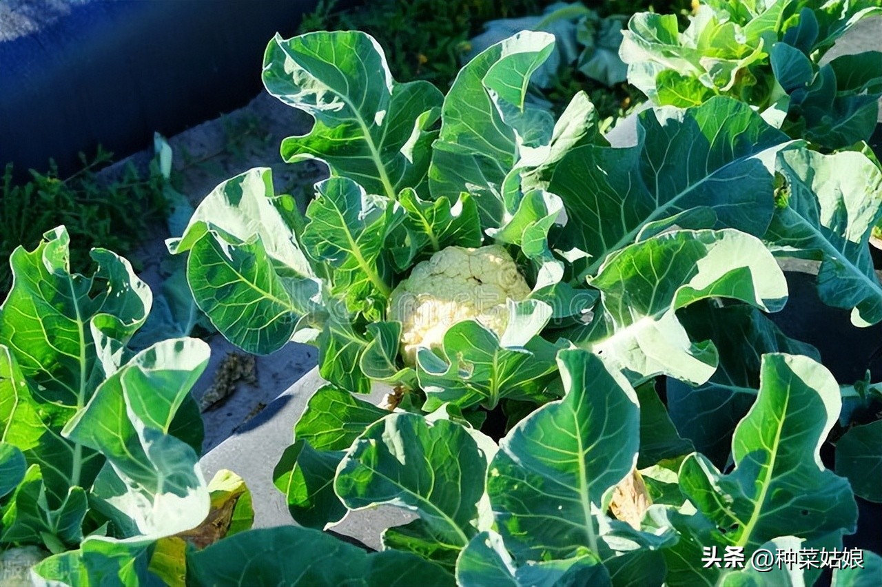 花椰菜怎么授粉,花椰菜病虫害图谱大全