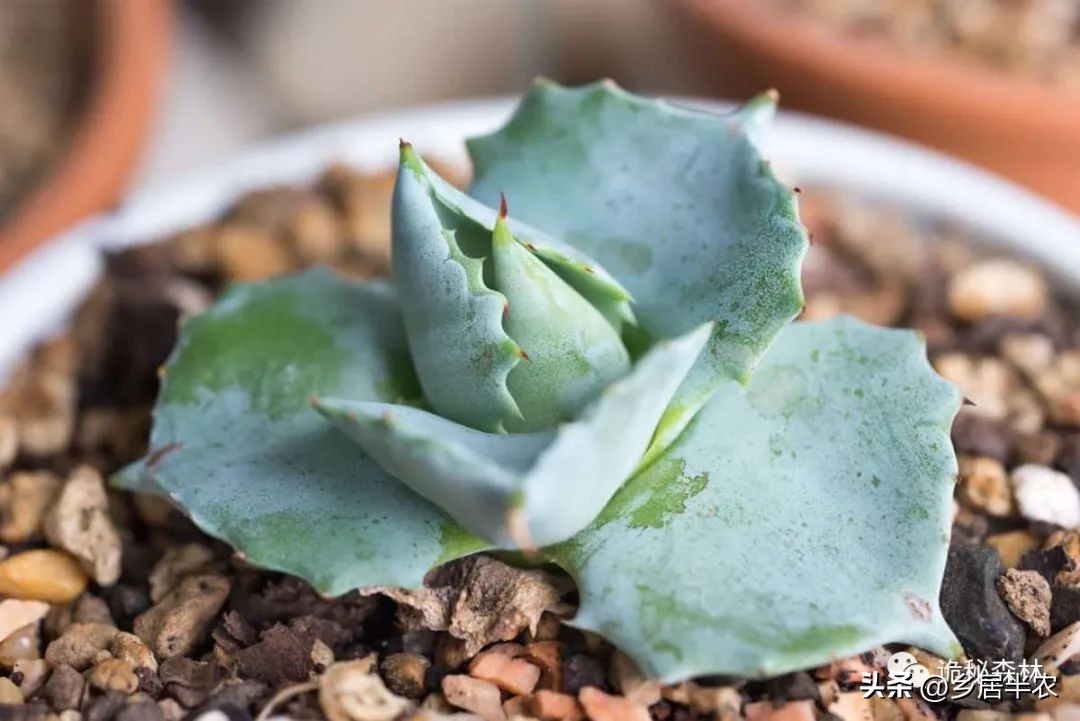 龙舌兰难养的品种,金边龙舌兰品种大全