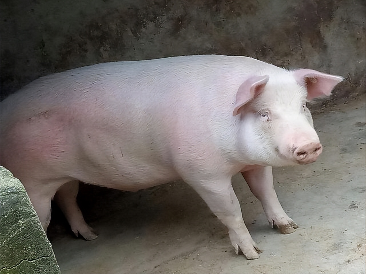 猪拉血稀是什么原因,猪拉血便是啥病怎么办