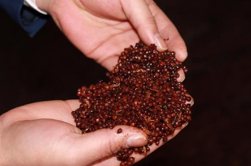 资深酒友白酒推荐,网上的白酒怎么那么便宜