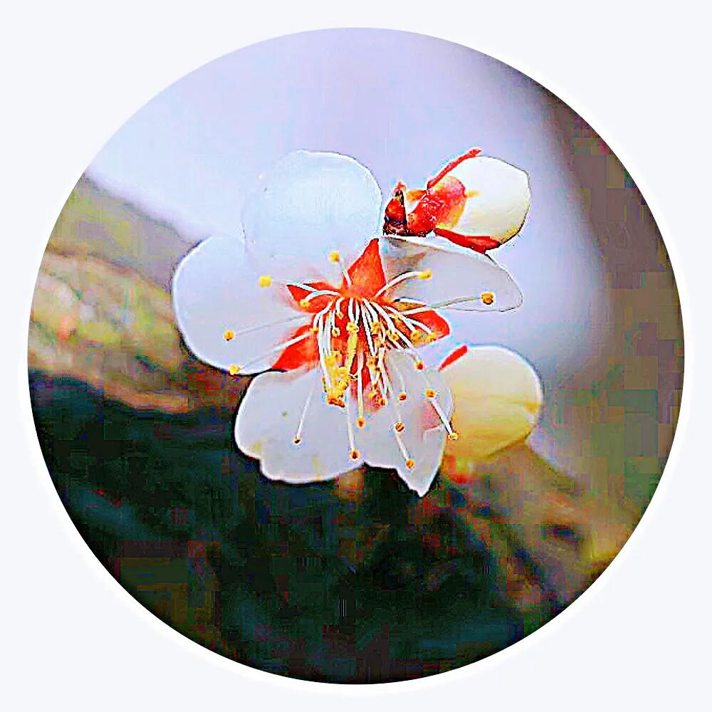 白梅蕴含的品格,白梅寓意