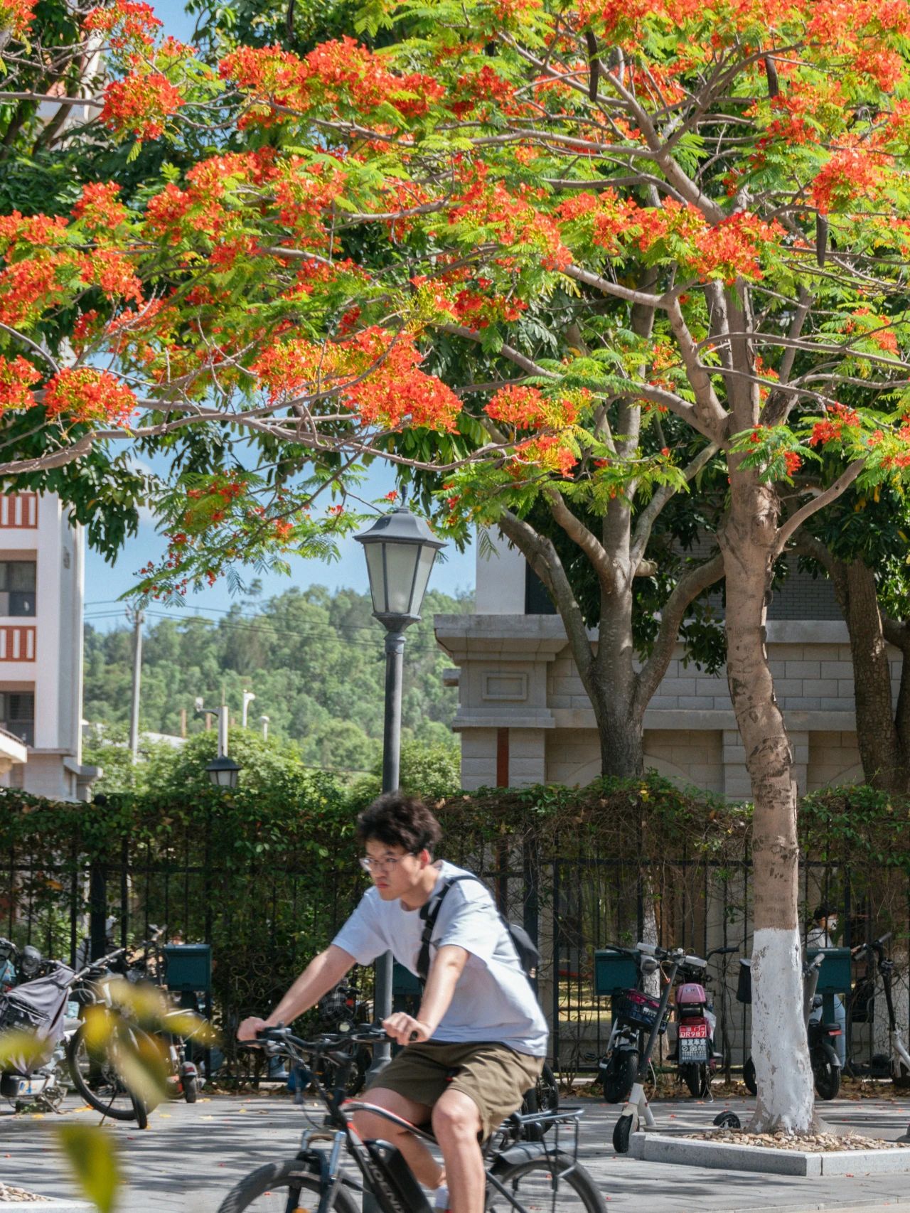 厦大蓝x凤凰花，何止灿烂！