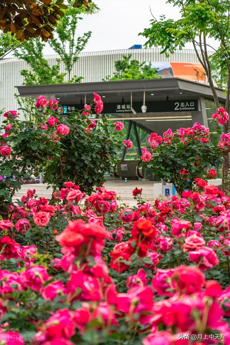 咏月季花七绝,咏月季花七绝七言诗