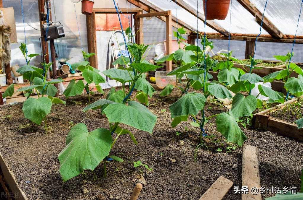 种什么蔬菜防病虫害,水培蔬菜种植如何解决虫害
