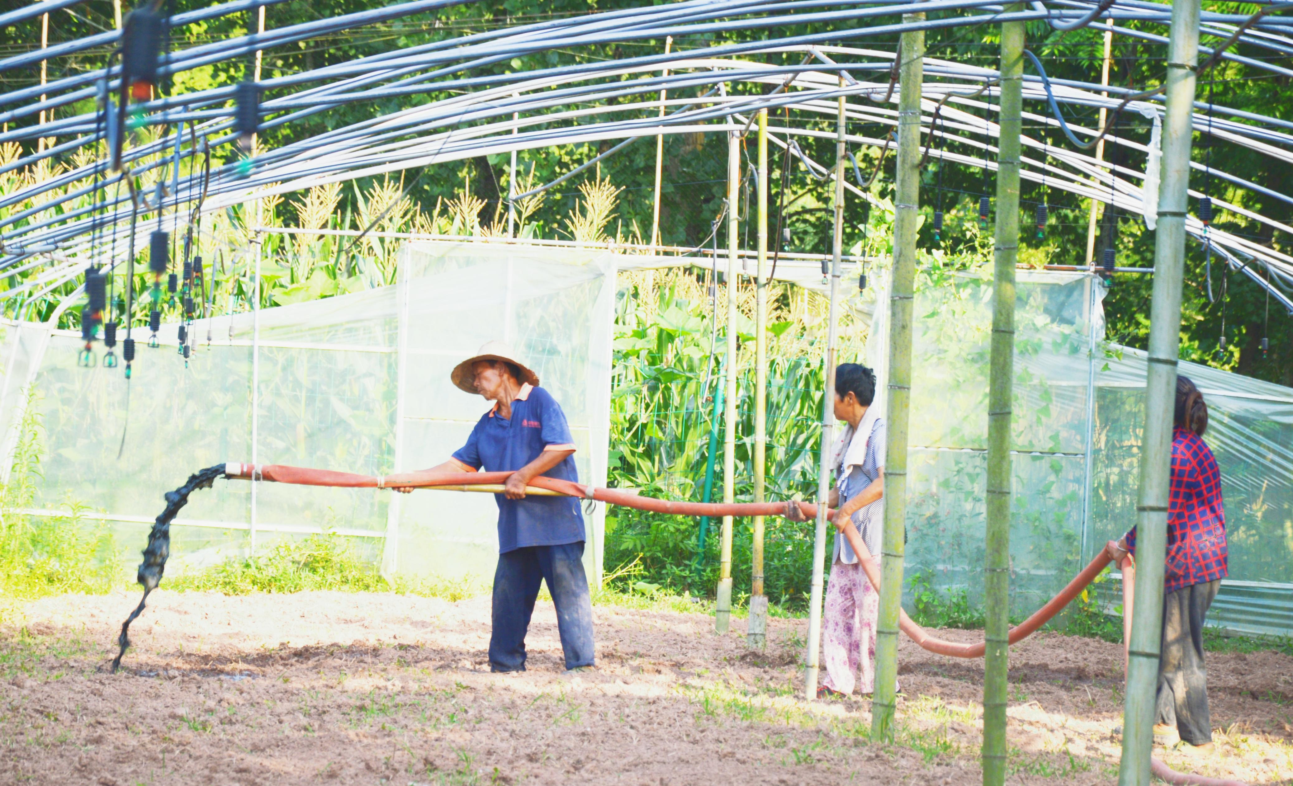 蹲点日记|90后大学生从种植“门外汉”到省级农村致富带头人
