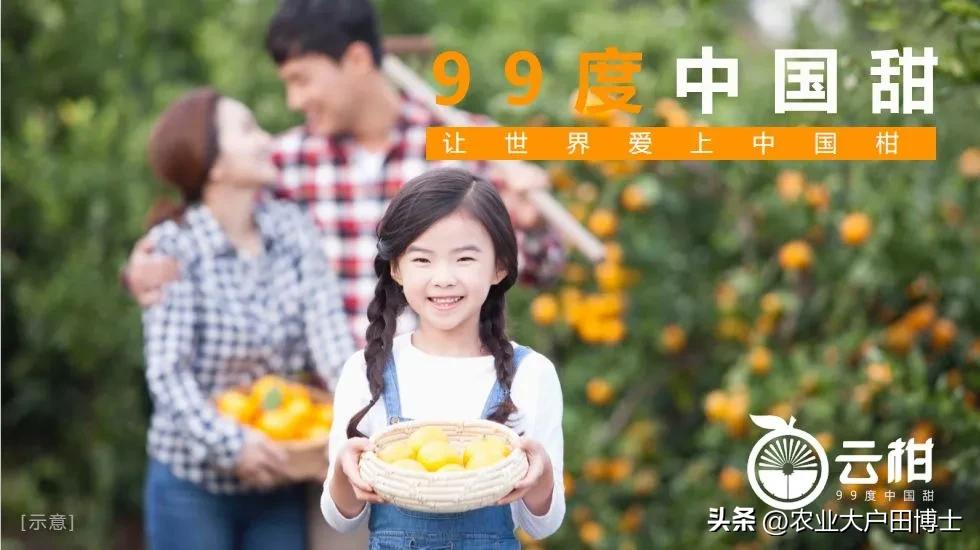 沃柑品牌策划核心竞争力如何提高,沃柑品牌推荐