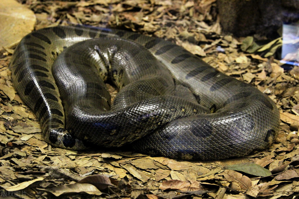 秦岭上真的有盘山巨蟒吗,秦岭盘山巨蟒真实状况