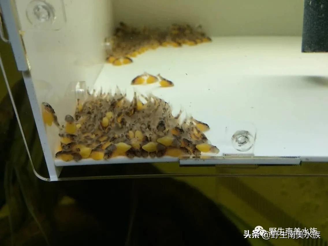 每天认识一种热带鱼,每天认识一种南美鱼