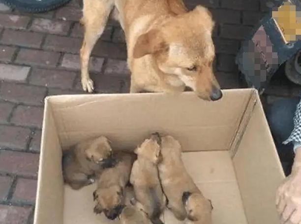 如何治疗狗狗产后恶露不尽？