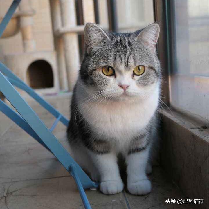 美短棕虎斑成年猫多少钱,美短虎斑猫有白毛领