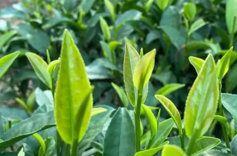 龙井一般放几年才能喝,西湖龙井明前龙井能放多久