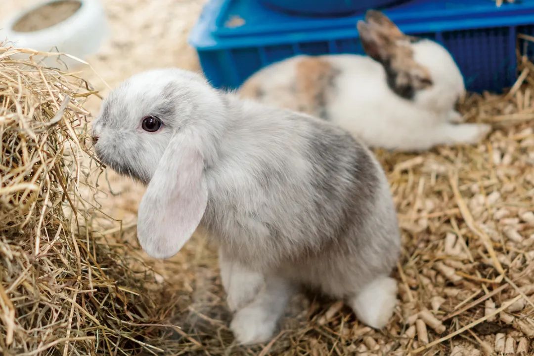 兔年说兔,让我们重新认识一下兔子