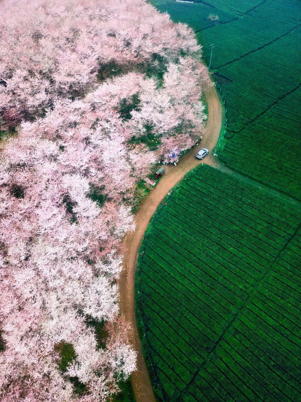 贵州安顺平坝万亩樱花园,安顺平坝樱花园面积有多少