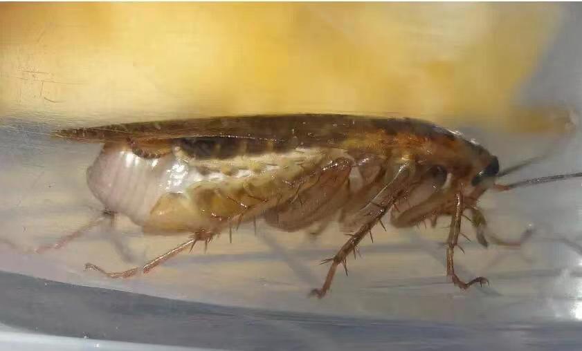 家里有蟑螂怎么处理用什么药,发现蟑螂正确的处理方法