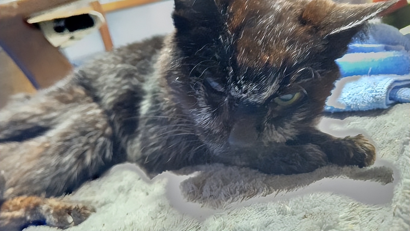 最长寿猫咪死亡,世界上最长寿的猫咪去世