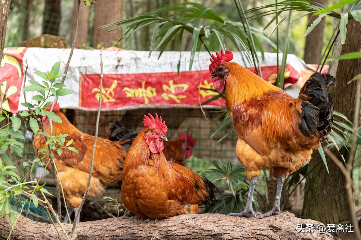 养鸡行业现状以及发展趋势,2022散养鸡行业的发展前景