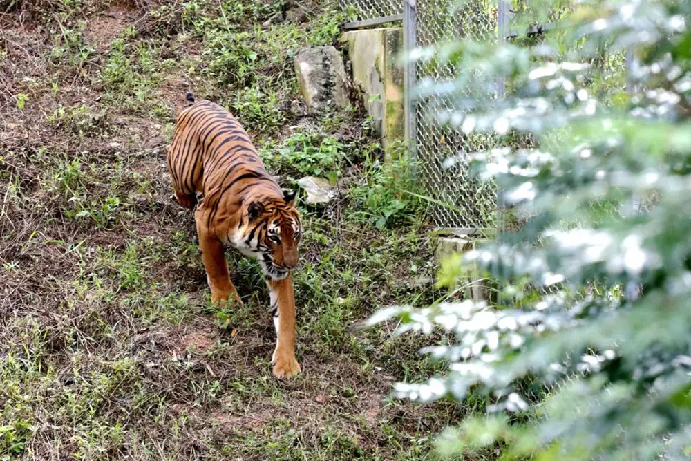 骞夸笢娣卞北鍙戠幇鐭崇尨,骞夸笢澶у北鍙戠幇鐭崇尨