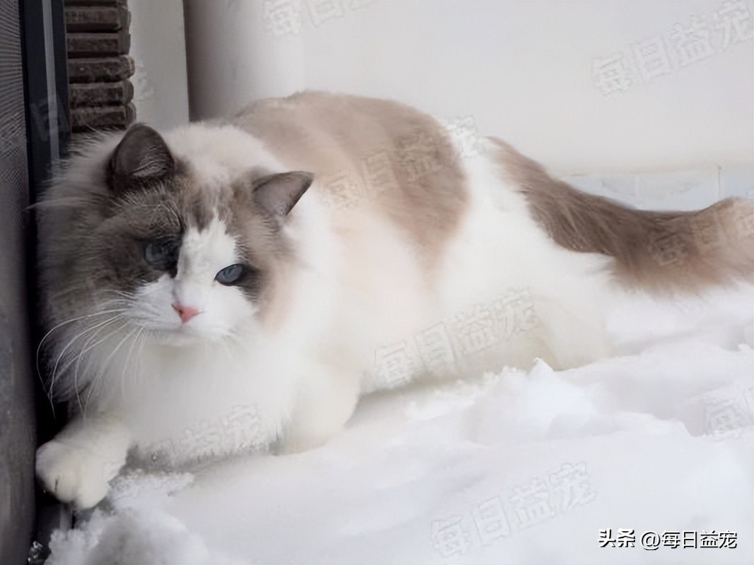 花500块在网上买的猫,6000元的纯种布偶猫