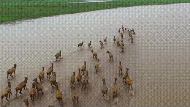 超级血液代表着什么,超级血液是啥