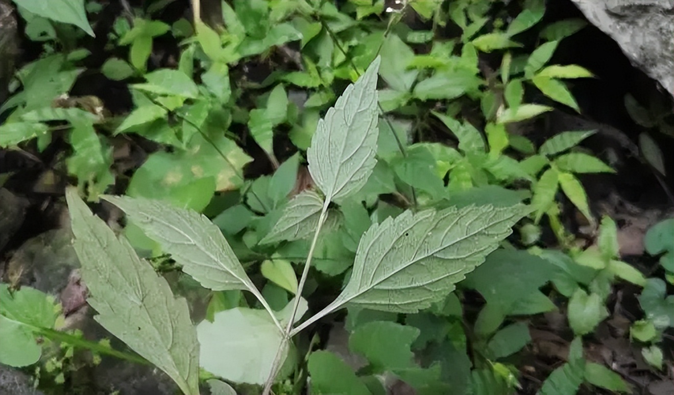 胸椎关节紊乱推拿手法,经方身痛逐瘀散配方