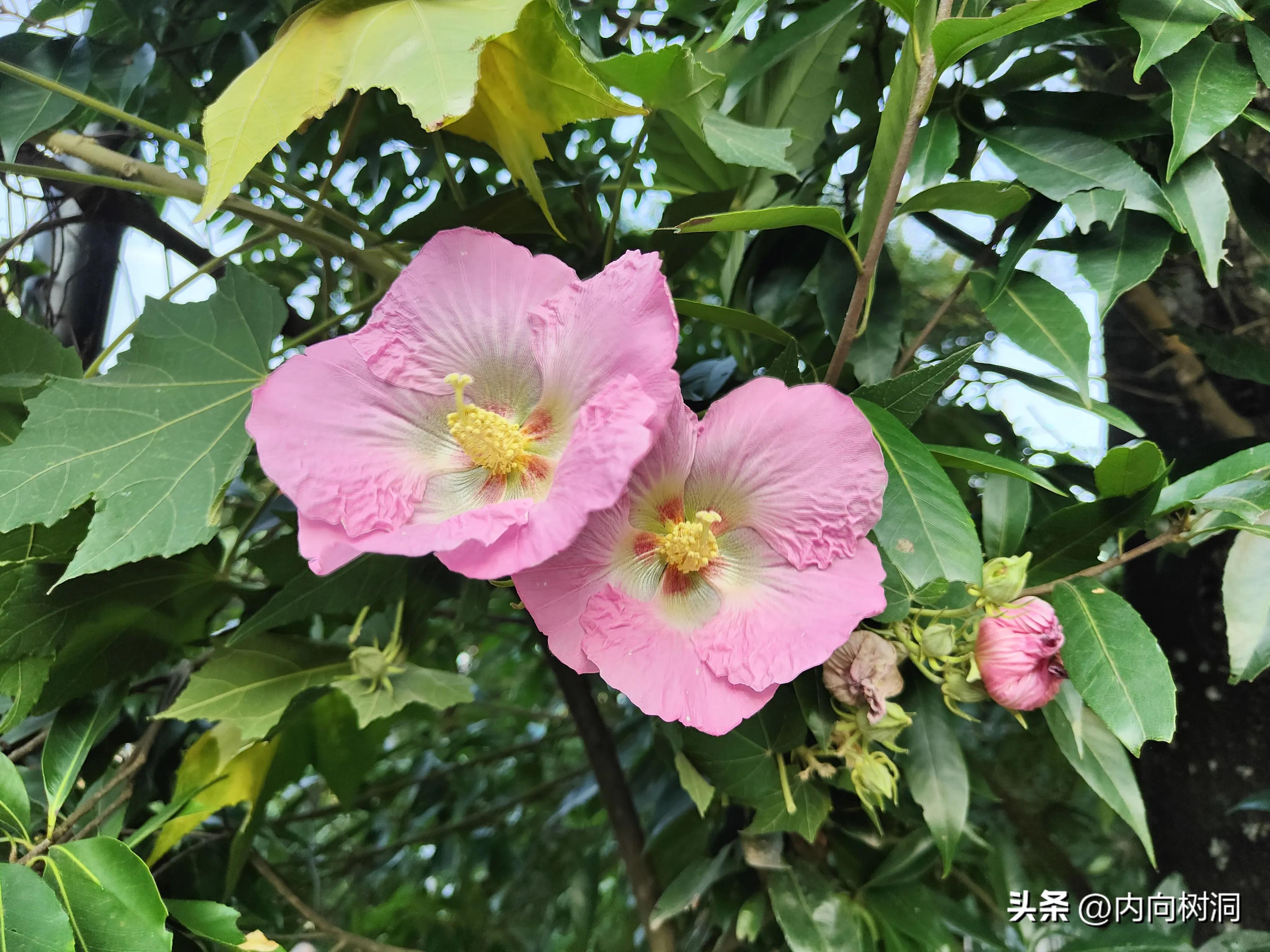 淘金山求水山徒步线路,求水山淘金山绿道在哪里