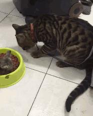 猫粑粑有点软有点臭说明什么,猫的臭粑粑如何处理