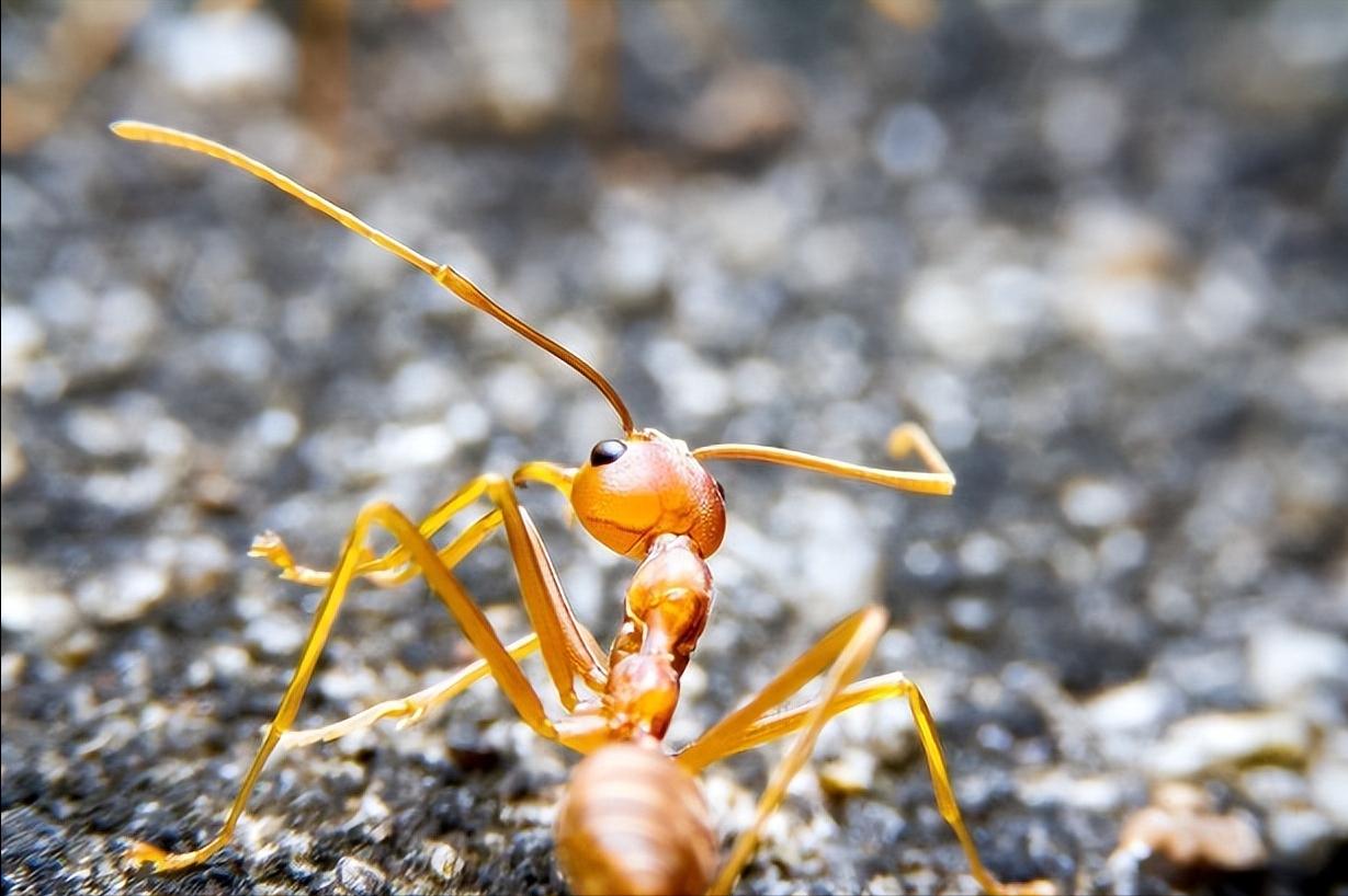 红火蚁被蜇伤的视频,被红火蚁咬哪里最危险