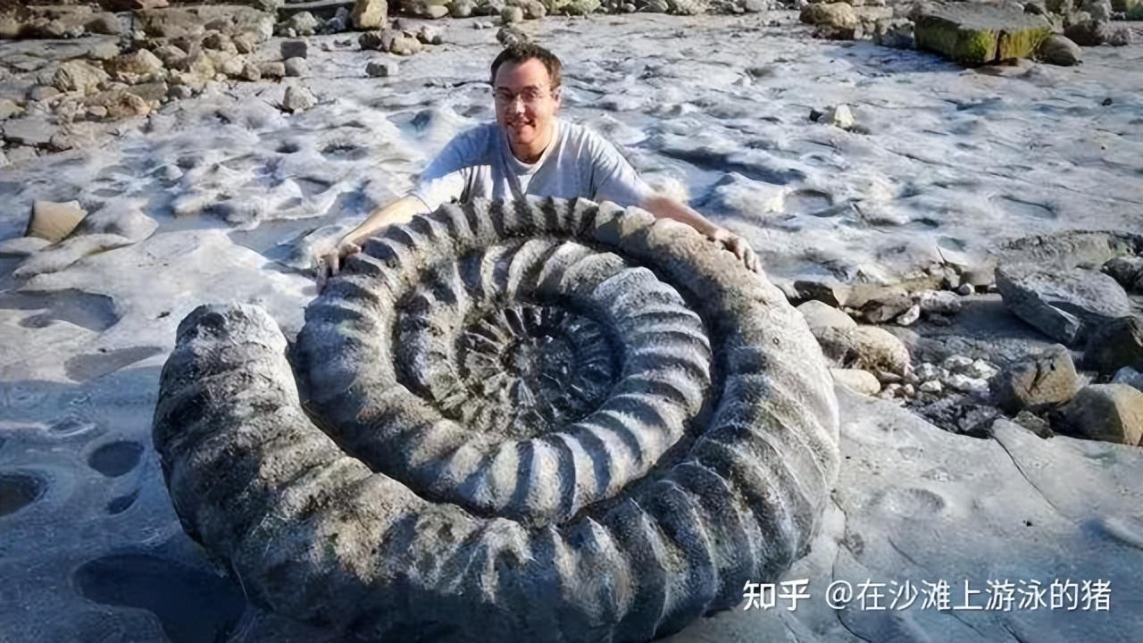 大话舟山海鲜系列(三)—大话墨鱼(喷墨家族成员之一)