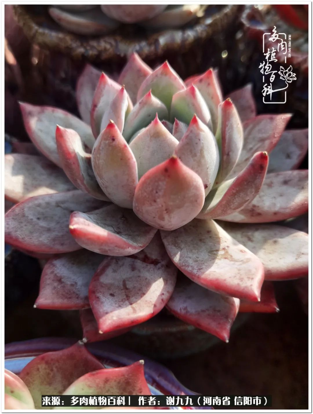 与多肉植物在一起的感怀,与多肉同行