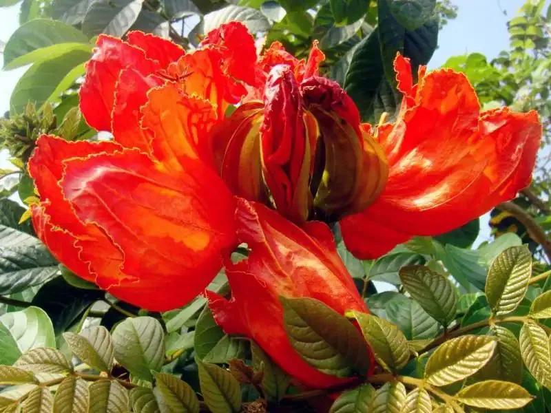 国色天香秀色可餐的美女 (秀色可餐与国色天香)