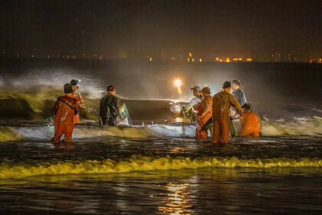 烟台捞海肠赶海,烟台海肠赶海视频