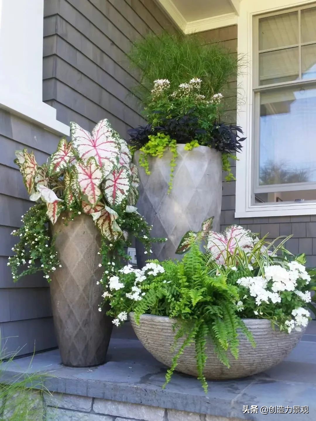 一花一草一世界原创花草,一花一草一世界花草之美