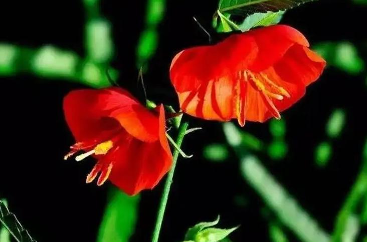 夜落金钱昼自开意思,夜落金钱昼自开