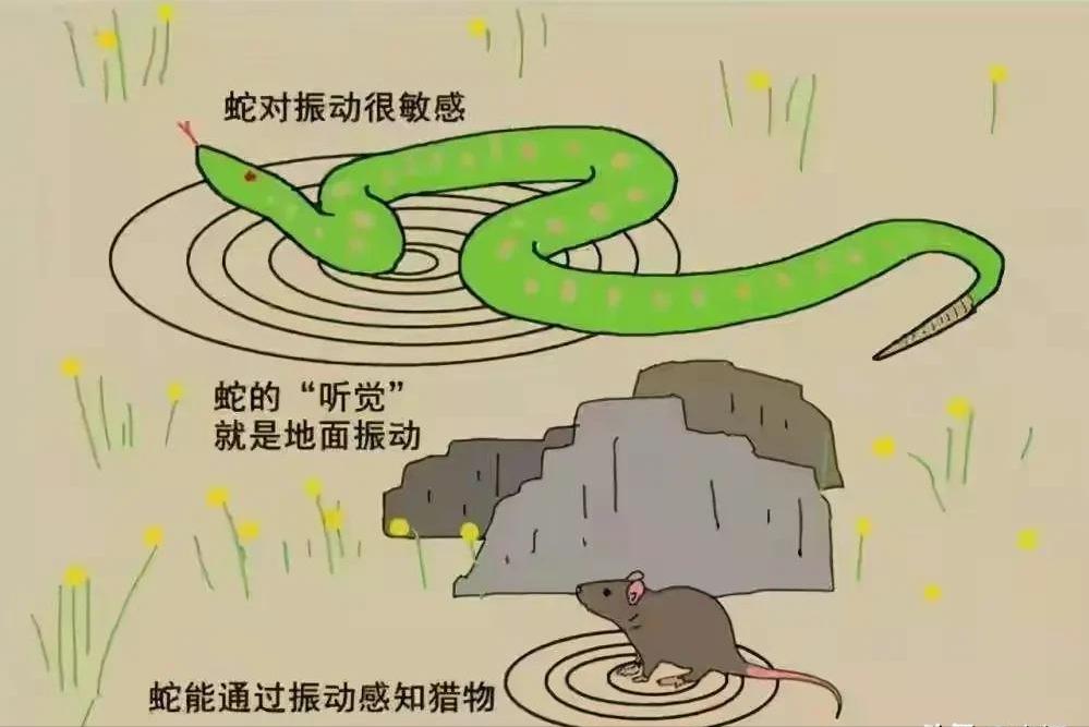 在农村被毒蛇咬了怎么处理,野外毒蛇咬伤怎样自救