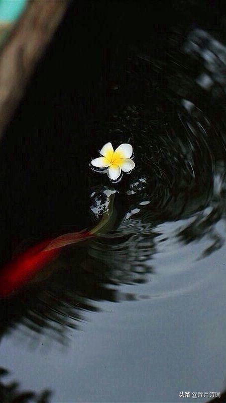 二十首关于风的诗句,二十句关于风的诗句