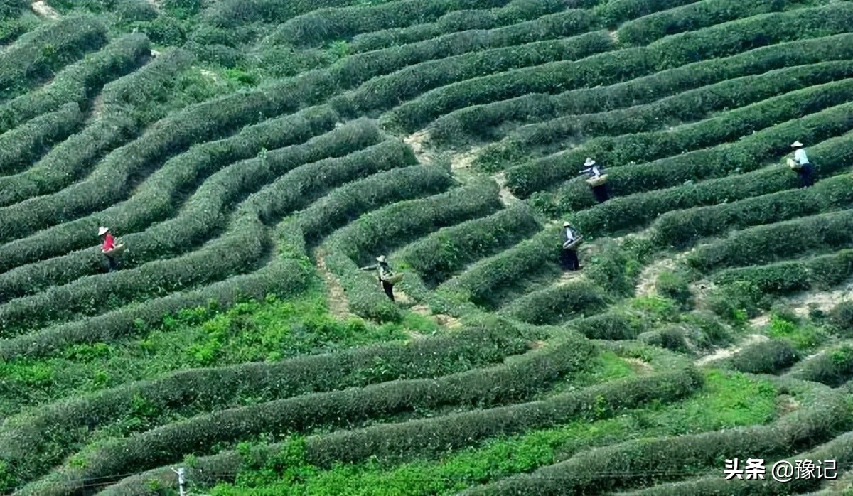 信阳毛尖小浑淡和大清浓谁正宗,信阳毛尖为什么叫小浑蛋