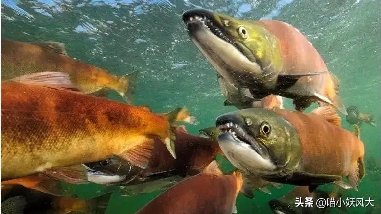 中国拿到多少马哈鱼捕捞权 (珲春放流大马哈鱼)