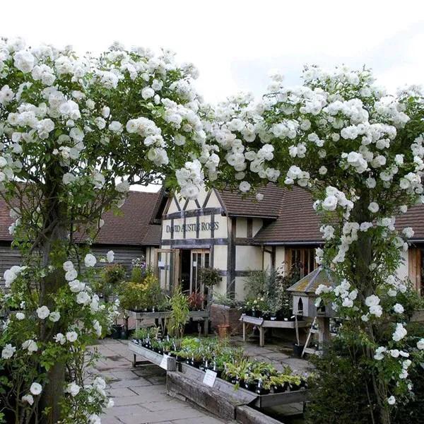 白花月季汇粹：白雪公主、藤冰山、婚礼之路、波莱罗、加百列