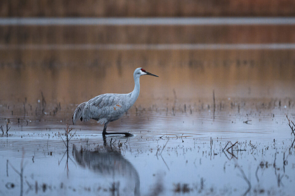 尼康Z800mmf/6.3VRS镜头深度评测