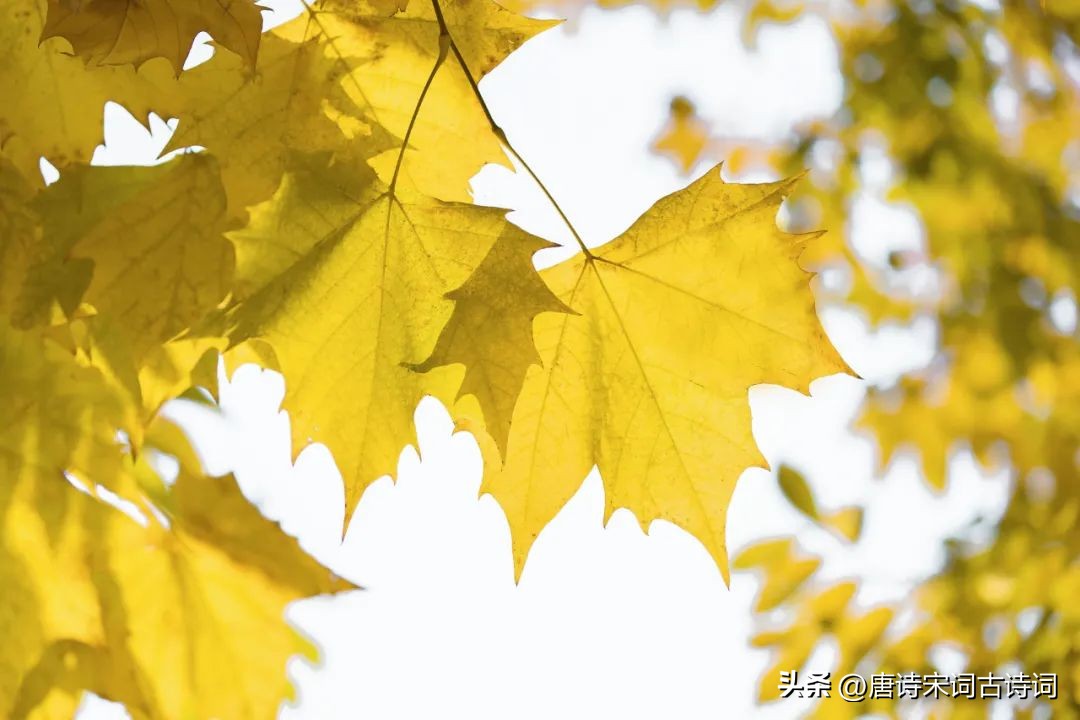 晚秋不晚浅冬不迟的含义,晚秋不晚抖音