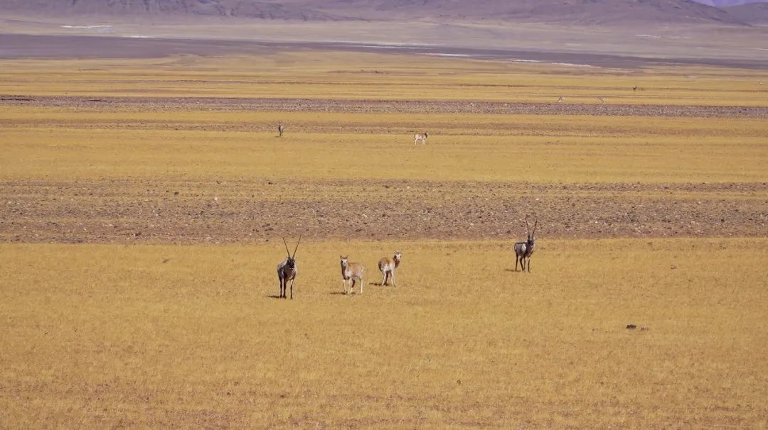 自驾穿越西藏最危险的路,4800公里川藏线穿越