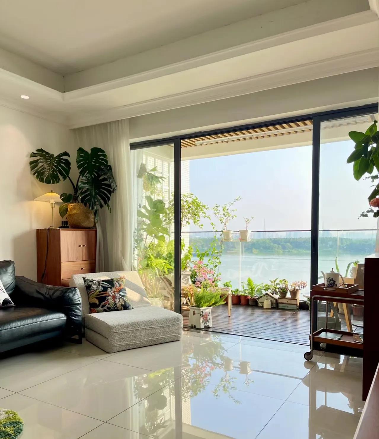 客厅养四种富贵花,家中盆栽什么树好养旺财