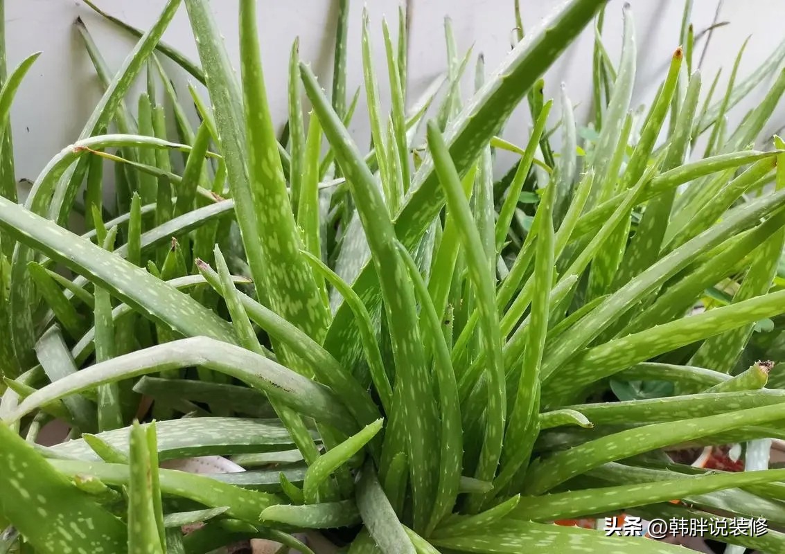 最吸甲醛的15种花能过冬,哪种花能吸甲醛最好养