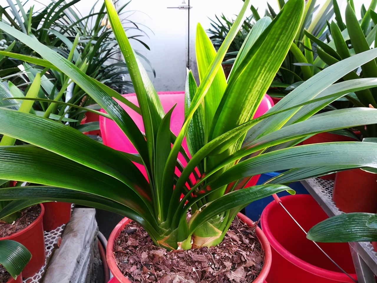 春天养君子兰，做好“4件事”，多长新叶子，花期满盆冒花箭