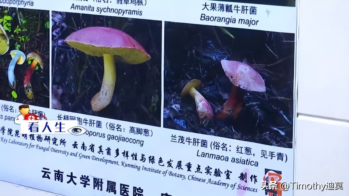 昆明一孕妇食用野生菌中毒,昆明一孕妇吃野生菌中毒