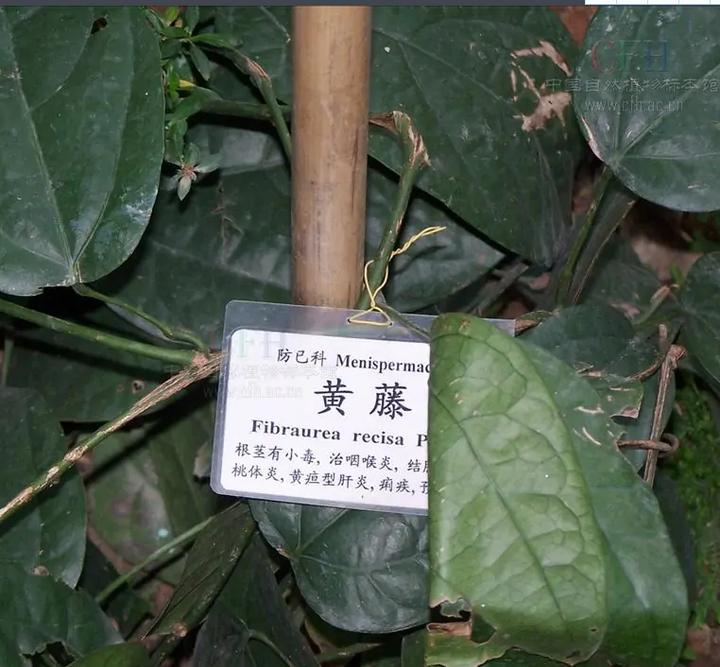 带你识别新型毒品,带你识别厚朴