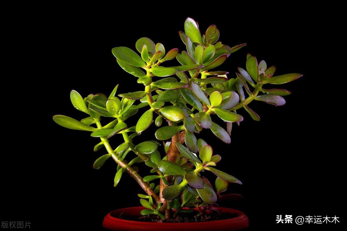 招财旺宅盆栽鸿运当头,绿植鸿运当头最宜摆放在什么位置