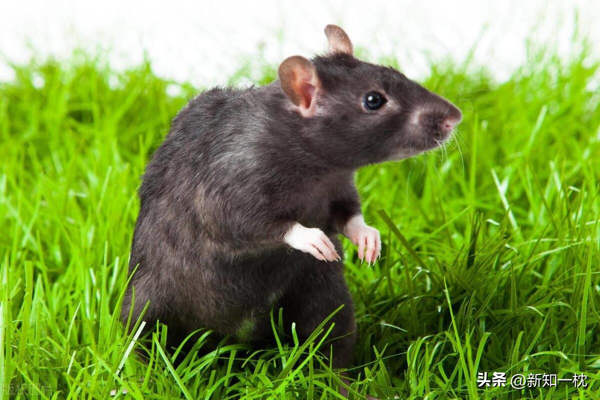 大象害怕老鼠的原因,害怕老鼠是什么原因